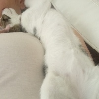 Tekir Kedi, Kedi  Pati fotoğrafı