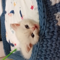 Tekir Kedi, Kedi  Luna fotoğrafı