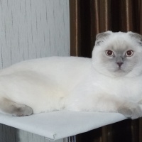 Scottish Fold, Kedi  ateş fotoğrafı
