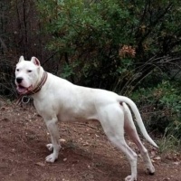 Dogo Arjantin, Köpek  Kral fotoğrafı