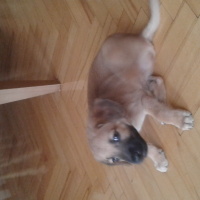 Kangal, Köpek  cesur fotoğrafı