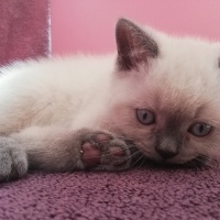 British Shorthair, Kedi  Sherlock fotoğrafı