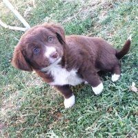 Border Collie, Köpek  jessie fotoğrafı