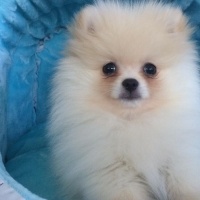 Pomeranyalı, Köpek  Body fotoğrafı