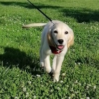 Golden Retriever, Köpek  Asel fotoğrafı