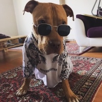 Amerikan Pitbull Terrier, Köpek  Çoga fotoğrafı
