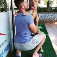 Amerikan Pitbull Terrier, Köpek  Çoga fotoğrafı