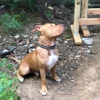 Amerikan Pitbull Terrier, Köpek  Çoga fotoğrafı