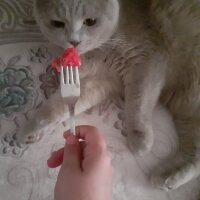 Scottish Fold, Kedi  Bülent fotoğrafı