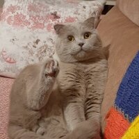 Scottish Fold, Kedi  Bülent fotoğrafı