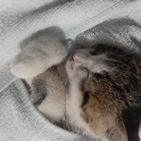 Tekir Kedi, Kedi  Duman fotoğrafı