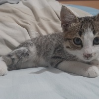 Tekir Kedi, Kedi  Duman fotoğrafı