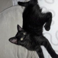 Bombay, Kedi  Karam fotoğrafı