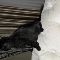 Bombay, Kedi  Karam fotoğrafı