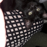 Bombay, Kedi  Karam fotoğrafı