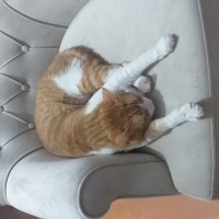 Tekir Kedi, Kedi  Cesur fotoğrafı