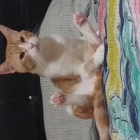 Tekir Kedi, Kedi  Cesur fotoğrafı