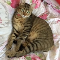 Tekir Kedi, Kedi  Boncuk fotoğrafı