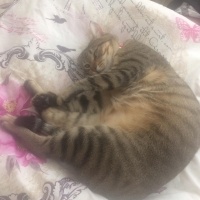 Tekir Kedi, Kedi  Boncuk fotoğrafı