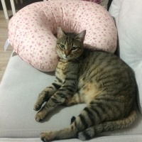 Tekir Kedi, Kedi  Boncuk fotoğrafı