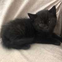 British Shorthair, Kedi  Zeytin fotoğrafı