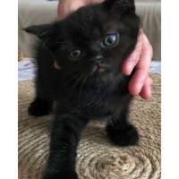British Shorthair, Kedi  Zeytin fotoğrafı