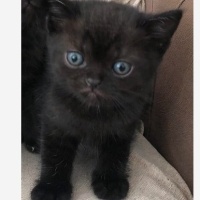 British Shorthair, Kedi  Zeytin fotoğrafı
