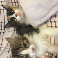 Tekir Kedi, Kedi  Bidil ve Bidik fotoğrafı