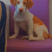 Dachshund (Sosis), Köpek  Maya fotoğrafı