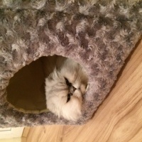 İran Kedisi (Persian), Kedi  Gümüs fotoğrafı