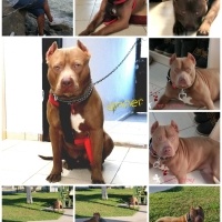 Amerikan Staffordshire Terrier, Köpek  Olaf - Oliver fotoğrafı