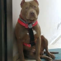 Amerikan Staffordshire Terrier, Köpek  Olaf - Oliver fotoğrafı
