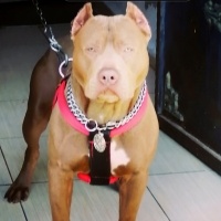 Amerikan Staffordshire Terrier, Köpek  Olaf - Oliver fotoğrafı