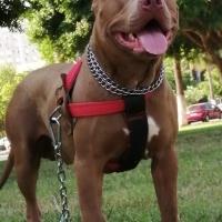 Amerikan Staffordshire Terrier, Köpek  Olaf - Oliver fotoğrafı