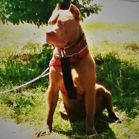 Amerikan Staffordshire Terrier, Köpek  Olaf - Oliver fotoğrafı