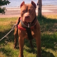 Amerikan Staffordshire Terrier, Köpek  Olaf - Oliver fotoğrafı