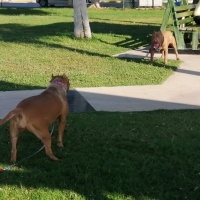 Amerikan Staffordshire Terrier, Köpek  Olaf - Oliver fotoğrafı