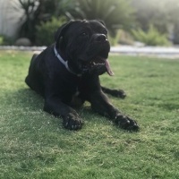 Cane Corso Italiano, Köpek  Laika fotoğrafı