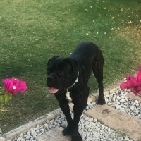 Cane Corso Italiano, Köpek  Laika fotoğrafı
