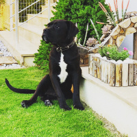 Cane Corso Italiano, Köpek  Laika fotoğrafı