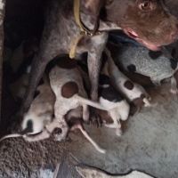 Pointer, Köpek  Safkan pointer fotoğrafı