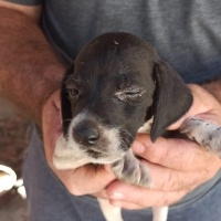 Pointer, Köpek  Safkan pointer fotoğrafı