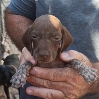 Pointer, Köpek  Safkan pointer fotoğrafı