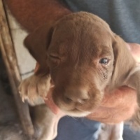Pointer, Köpek  Safkan pointer fotoğrafı