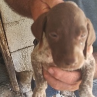 Pointer, Köpek  Safkan pointer fotoğrafı