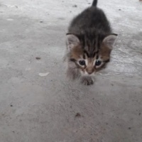 Tekir Kedi, Kedi  Miya fotoğrafı