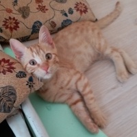 Sarman, Kedi  Fevzi fotoğrafı