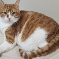 Sarman, Kedi  Miniş fotoğrafı