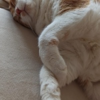 Sarman, Kedi  Miniş fotoğrafı