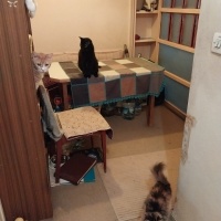Sarman, Kedi  ANNE fotoğrafı